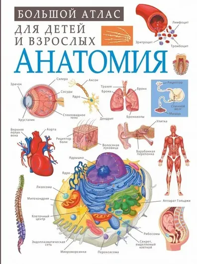 Анатомия. Большой атлас для детей и взрослых